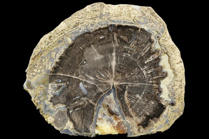 Petrified Wood (Schinoxylon) Slab - Blue Forest, Wyoming #125652
